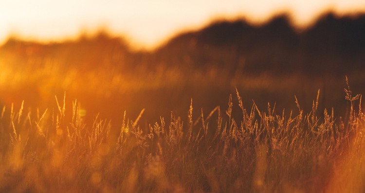 Gräsfält fotograferat i orange motljus